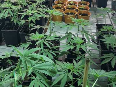 Alcune esemplari di cannabis "light" vendute come piante da ornamento